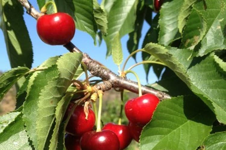 Cherrybrook Cherry Farm in Mount Bruno, VIC