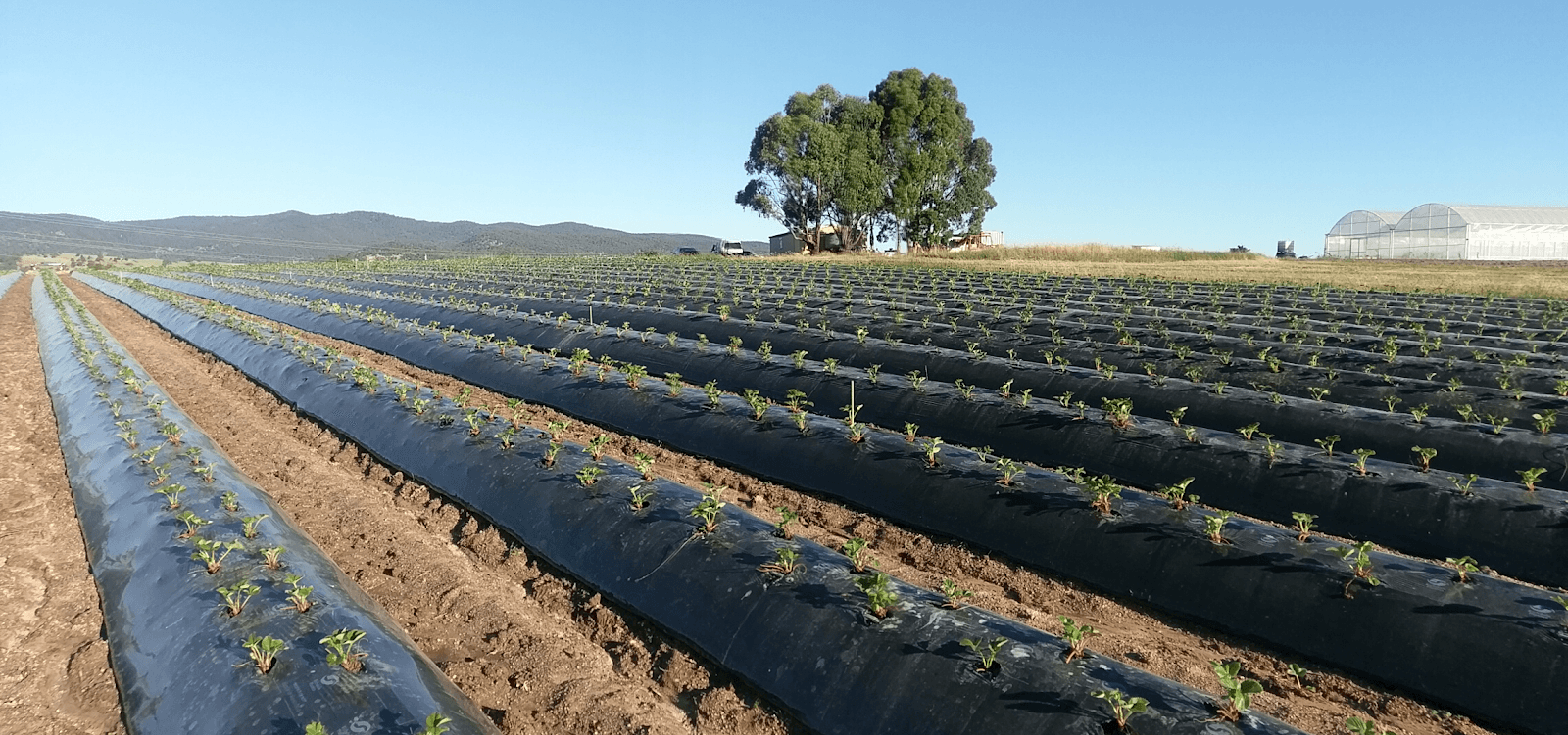 Lakeside Produce and Berries (Certified Organic) in Barjarg, VIC