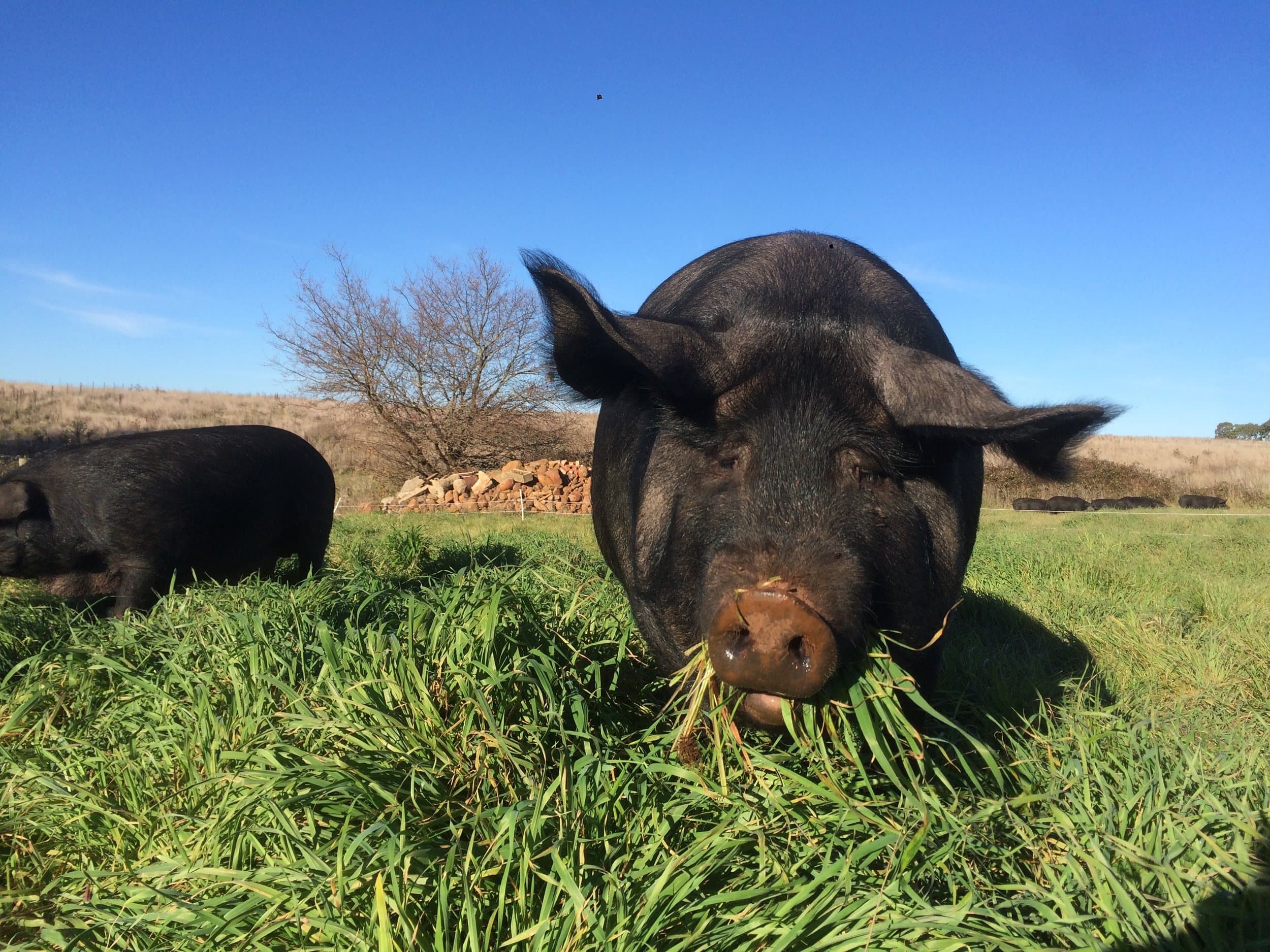 Pig and Earth Farm in Kingston, VIC