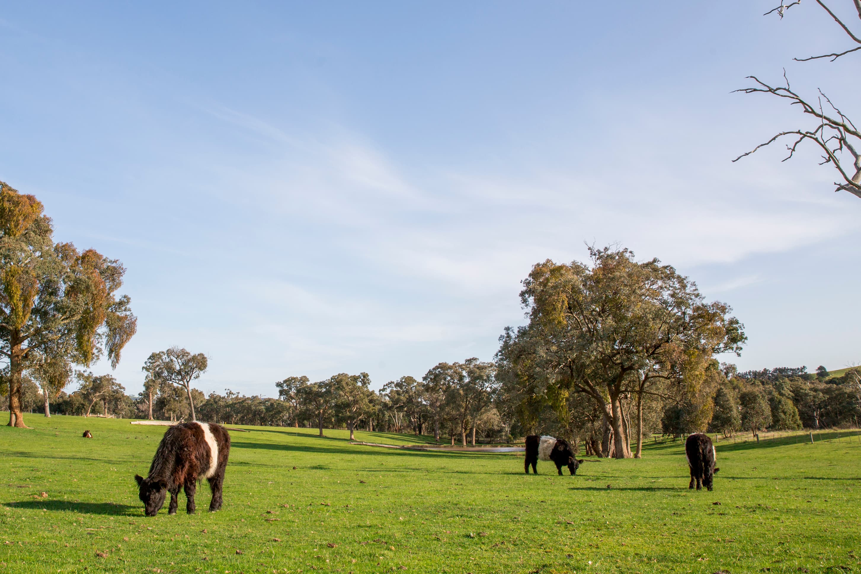 Warialda Belted Galloway Beef in 130 Ryans Rd, VIC