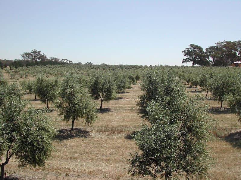 Barfold Olives in Barfold, VIC
