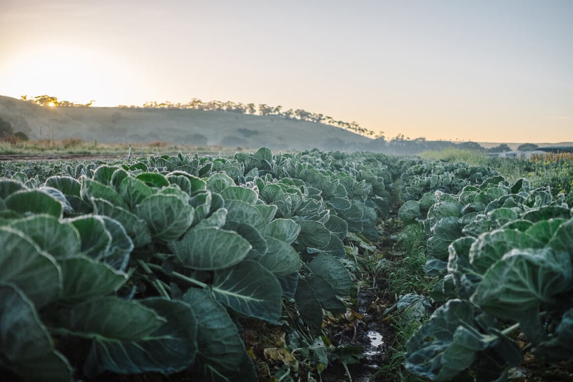 Days Walk Farm in Keilor, VIC