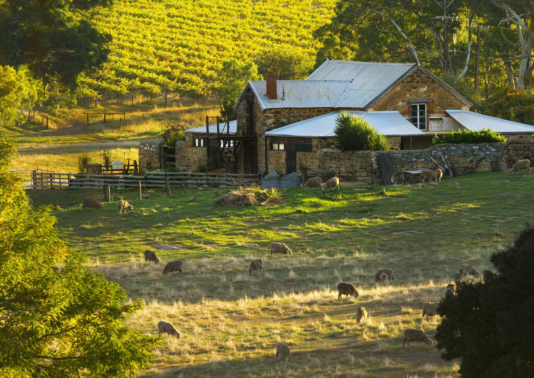 Hutton Vale Farm in Angaston, SA
