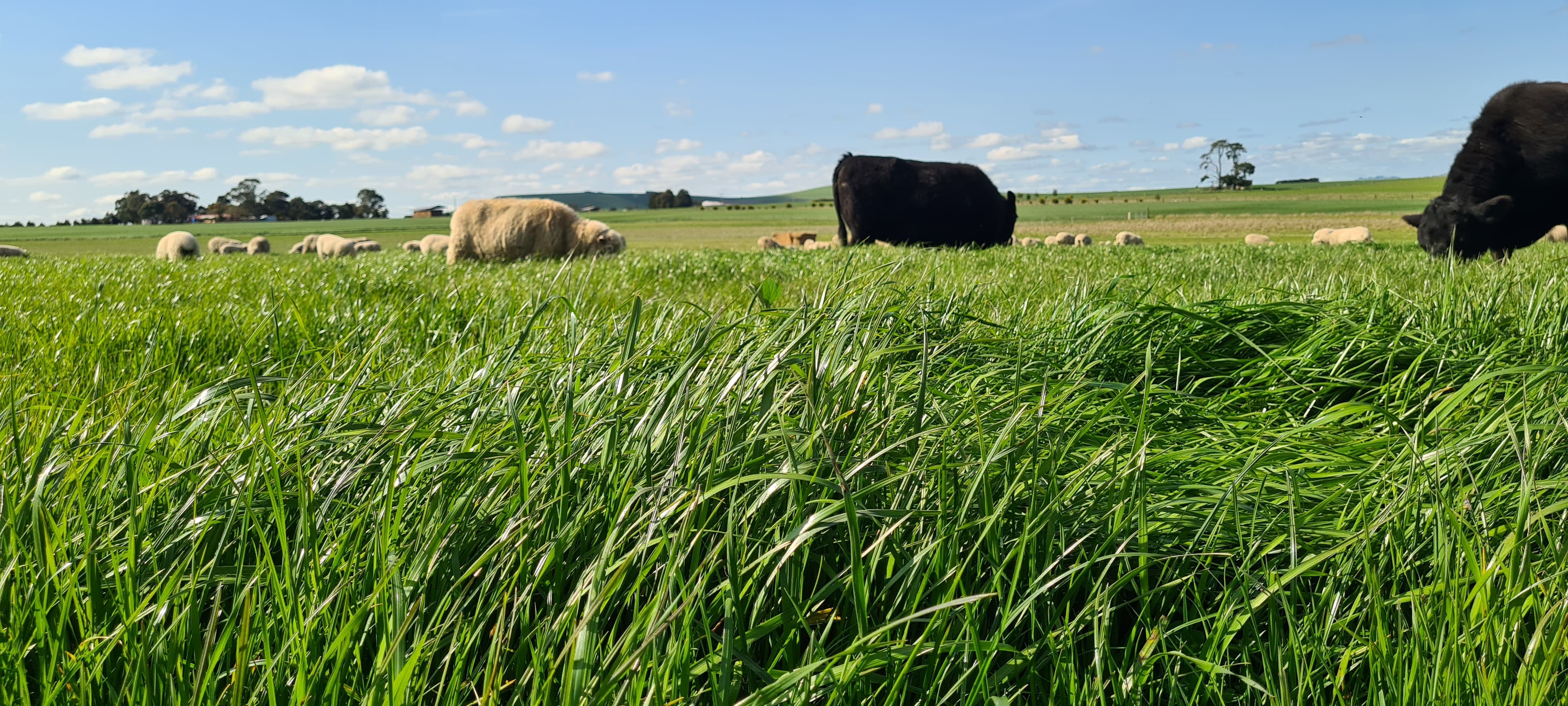 Sunnybank Farm in Burrumbeet, VIC