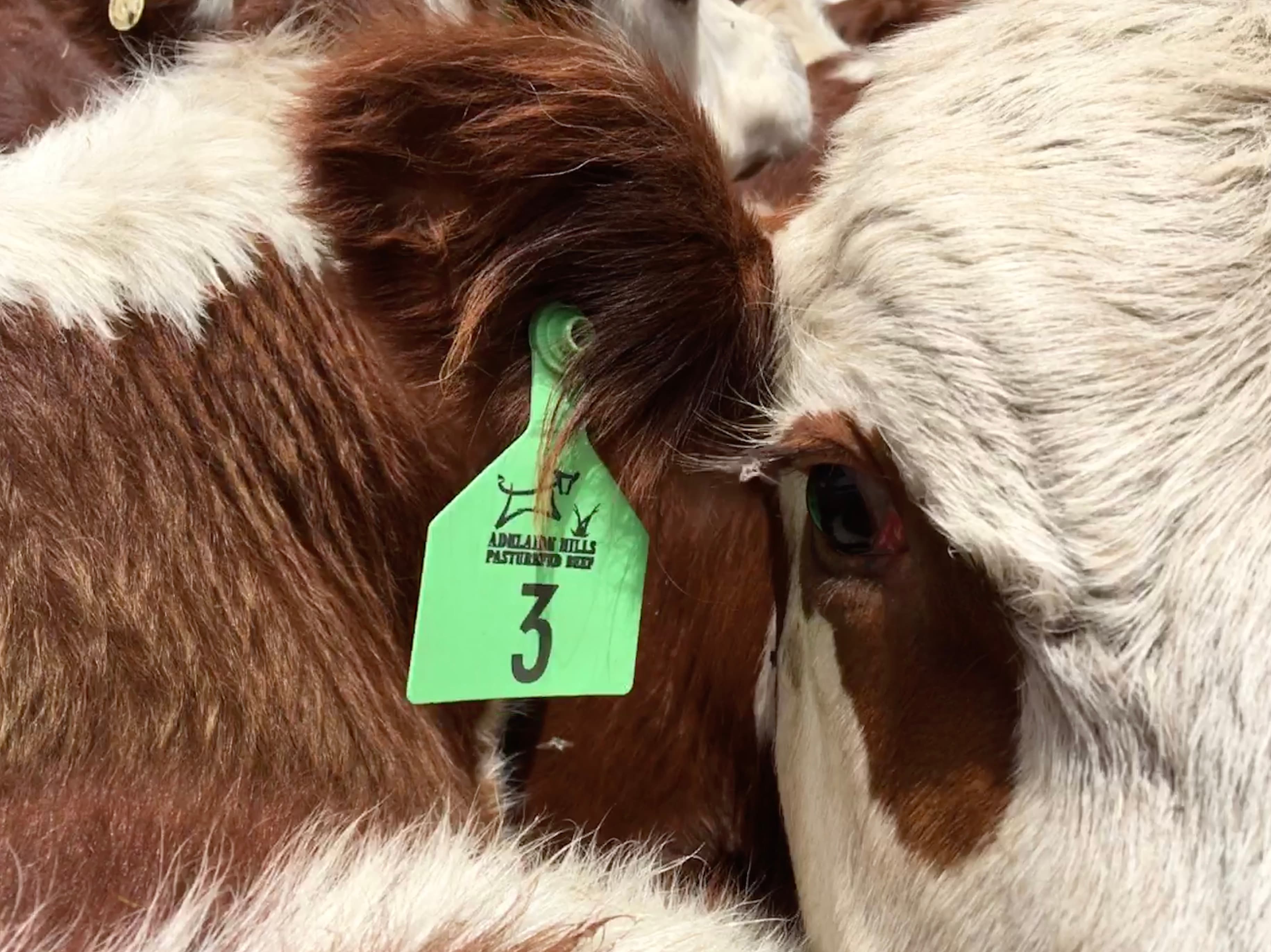 Hampton Poll Herefords / Adelaide Hills Pasturefed Beef / Adelaide Hills Premium Honey in Harrogate, SA