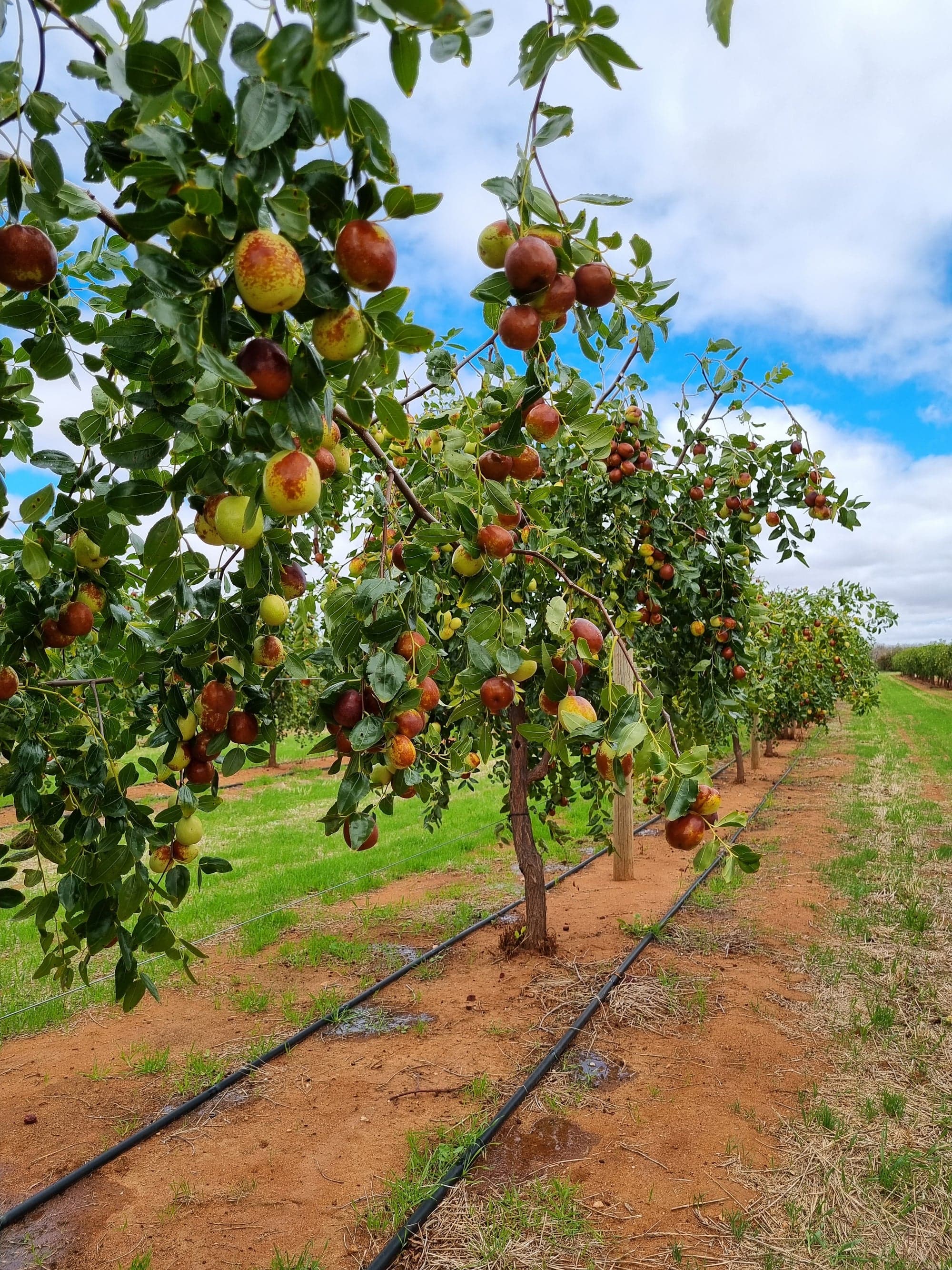 Black Sheep Produce Australia Pty Ltd in Bookpurnong, SA