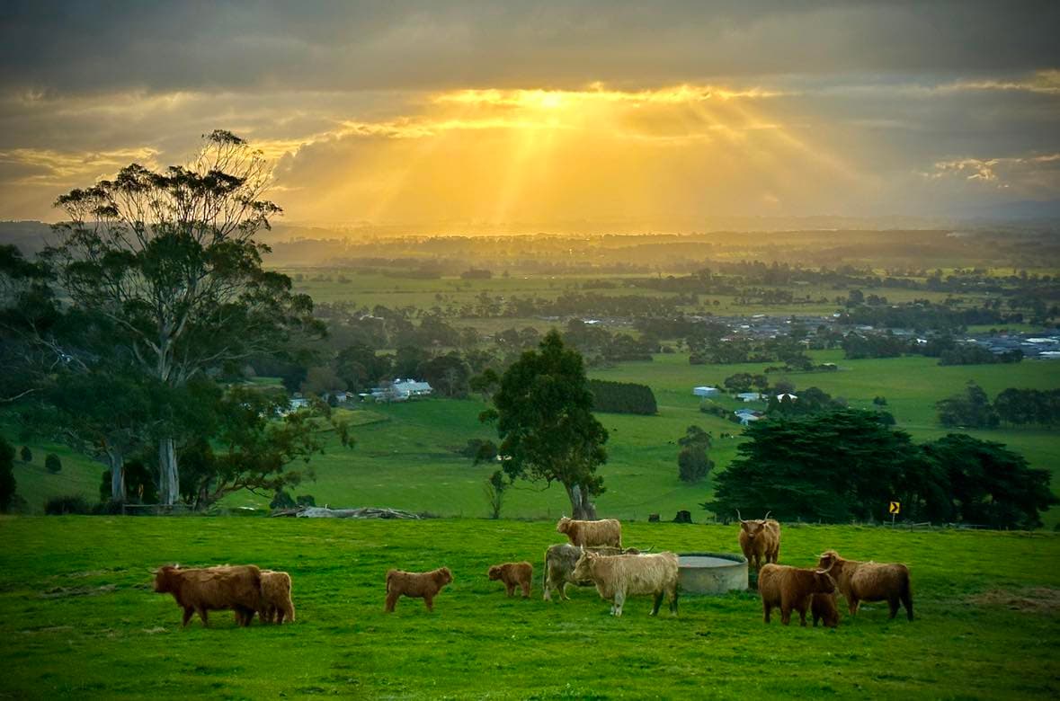Willarah Farm - Buy Beef Online in Mirboo North, VIC