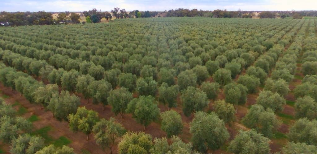 Kewstoke Olive Estate in Kaarimba, VIC