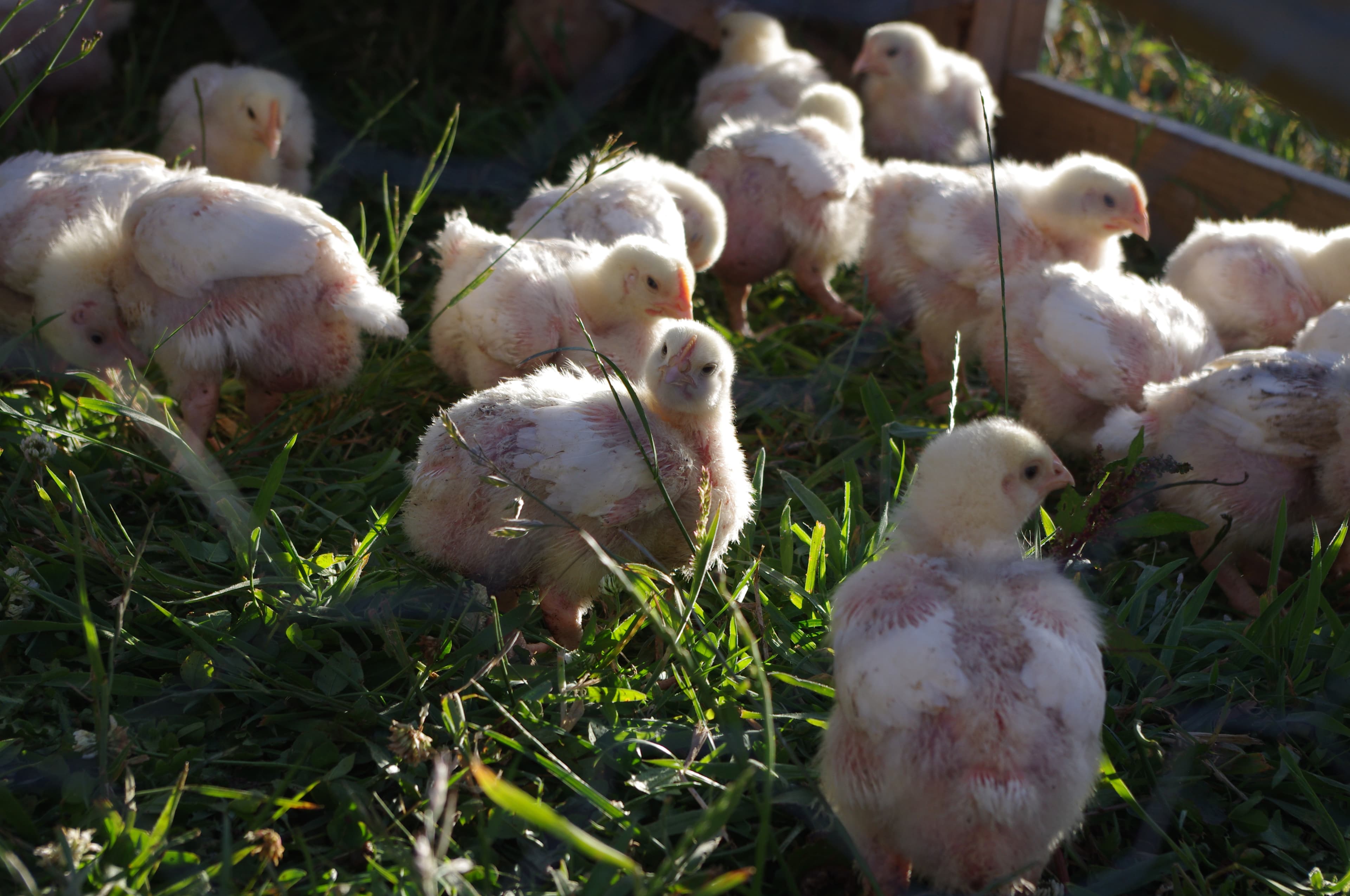 Mirboo Pastured Poultry in Mirboo North, VIC