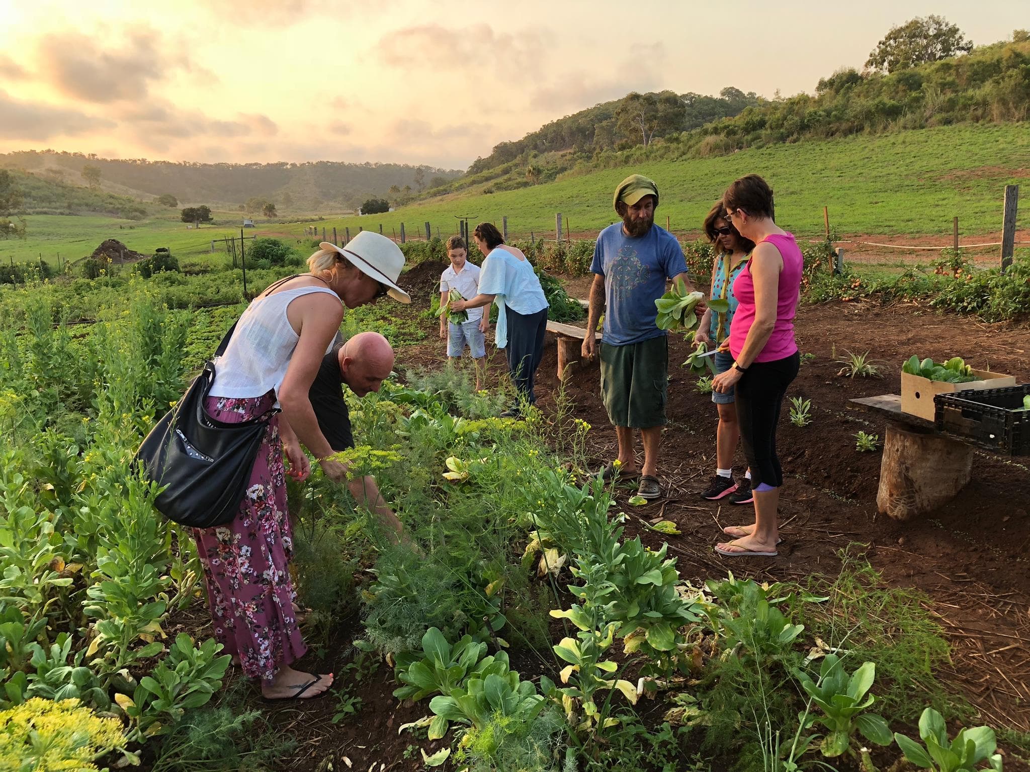 High Valley Dawn, Permaculture Farm in Rosslyn, QLD