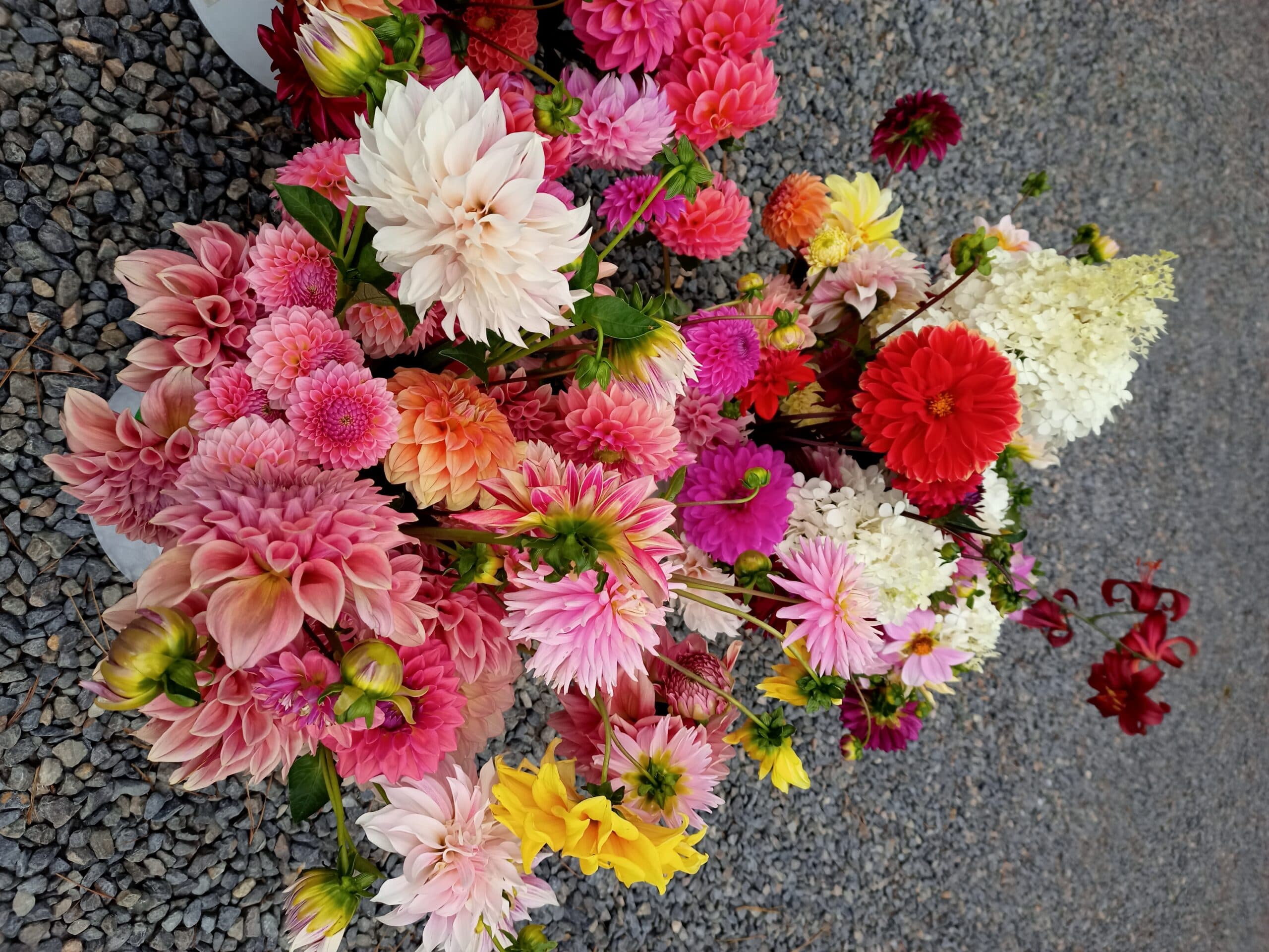 Dahlia Hills Farm in Longwood, SA