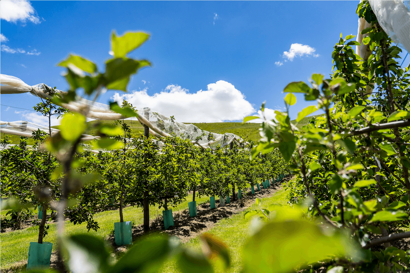 Rows of apple trees under protective netting at Darraweit Valley Cider House, with a clear blue sky.