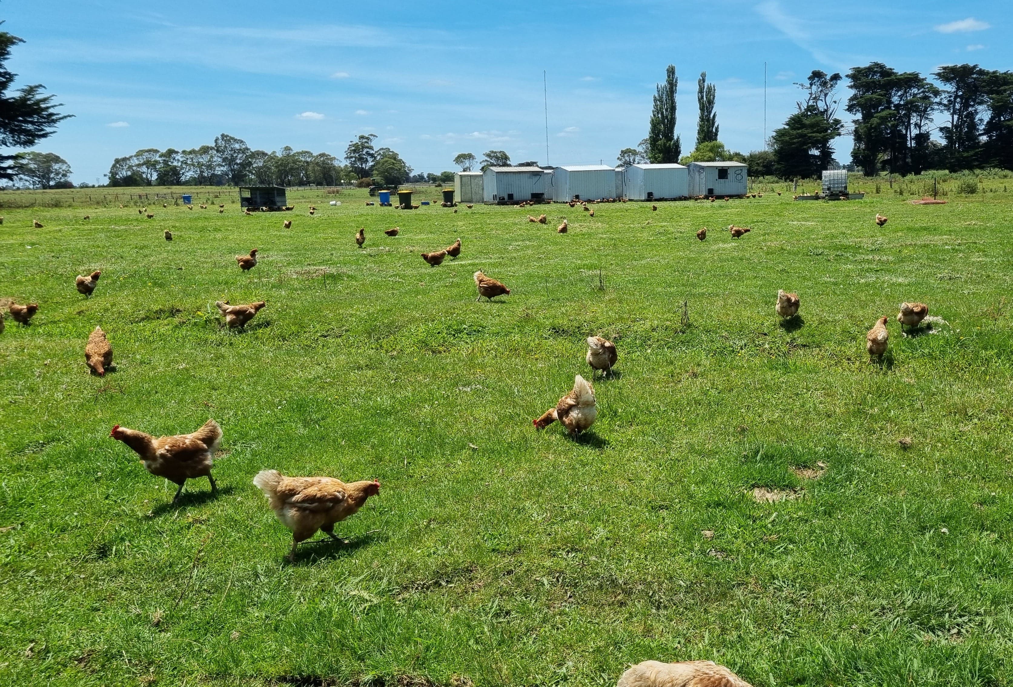 Myrtlebank Roaming Farms in Myrtlebank, VIC