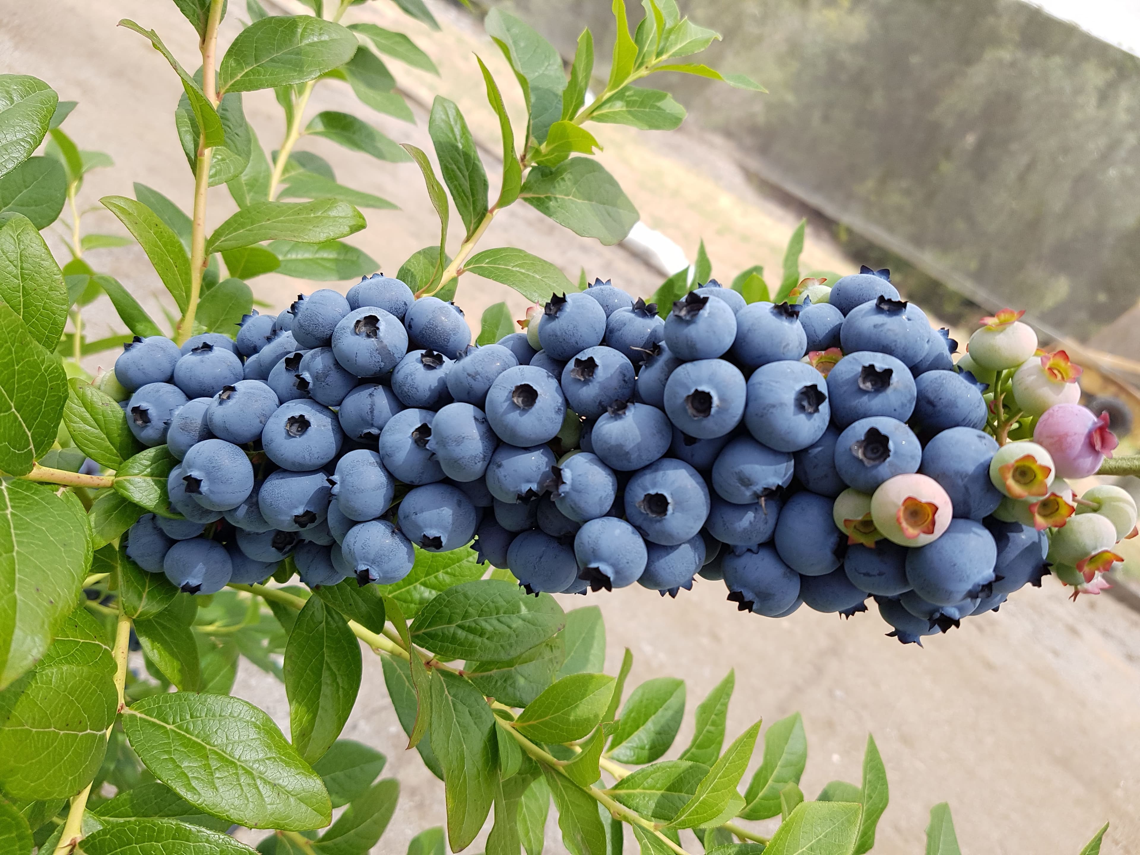 Otway Blueberries in Gellibrand, VIC