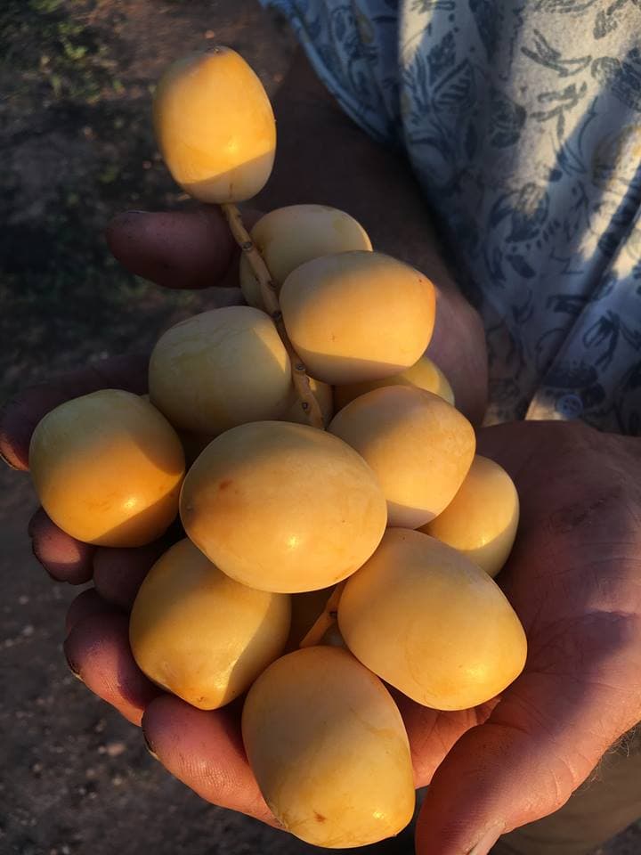 Gurra Downs Date Company in Gurra Gurra, SA