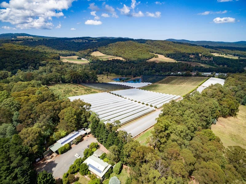 The Big Berry in Hoddles Creek, VIC